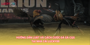 Hướng dẫn luật và cách cược đá gà CQS tại Lucky88