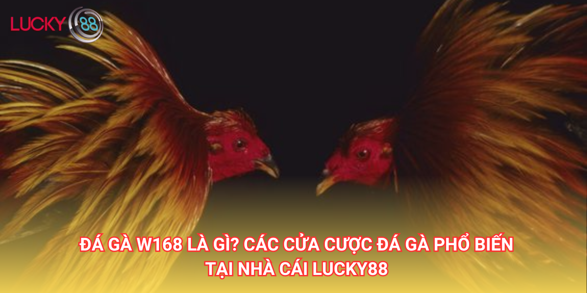 Đá gà W168 là gì? Các cửa cược đá gà phổ biến tại nhà cái Lucky88