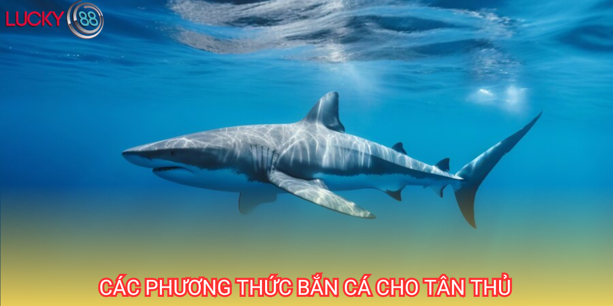 Đối với người chơi mới, các bạn nên tham khảo các phương thức bắn cá do chúng tôi cung cấp để tối ưu trải nghiệm